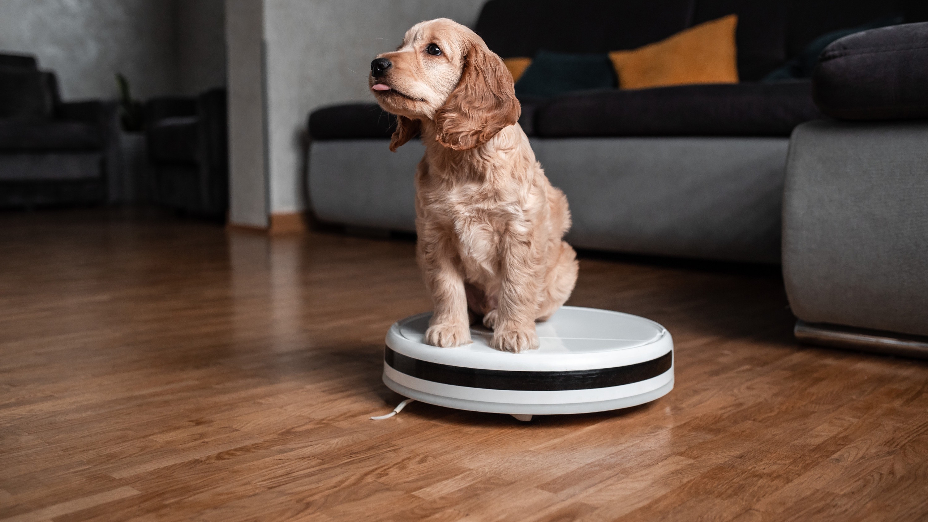 Do You Owe Your Spotless Floors to a Robot? Rate Your Roomba, Shark, Ecovacs, or Other Robovac